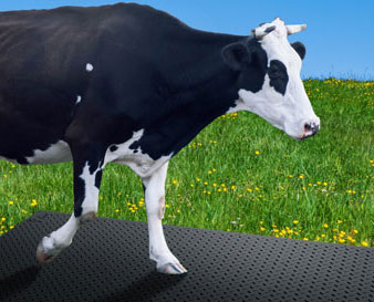 Производство резиновых матов для коров